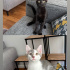 Sevecen Kömür ve Gümüş ömürlük ailelerini arıyor fotoğraf