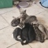 dünya tatlısı british shorthair kırması siyah yavrumuz:) fotoğraf