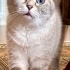 Dişi British Shorthair Yuva Arıyor