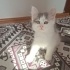 Ücretsiz sahiplendirme fotoğraf