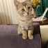 2 AYLIK MİNİ MİNİ ŞEKER fotoğraf