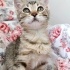 2 AYLIK MİNİ MİNİ ŞEKER fotoğraf