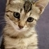 2 AYLIK MİNİ MİNİ ŞEKER fotoğraf
