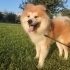 Akita 4 yaşında kısır erkek fotoğraf