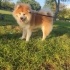 Akita 4 yaşında kısır erkek fotoğraf