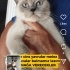 Ücretsiz sahiplenme acil British anne ve melez,yavrular acil yuva fotoğraf