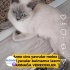 Ücretsiz sahiplenme acil British anne ve melez,yavrular acil yuva fotoğraf