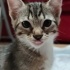 hamur makinası tostik fotoğraf