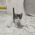 İki buçuk aylık kedi fotoğraf