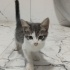 İki buçuk aylık kedi fotoğraf