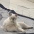 Blue Point SAHİPLENDİRME fotoğraf