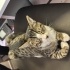 Tekir Uysal Sevecen fotoğraf
