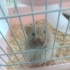 enerjik bir hamster