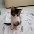 Alt dudağı boyalı 😊 yumuşak huylu sevgi yumağı minik fotoğraf