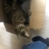 bence dünyadaki en güzel kedi ırkıdır tekir tekir tekir tekir tekir fotoğraf