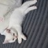 BRİTİSH KEDİMİZ SAHİPLENDİRİLECEKTİR. fotoğraf