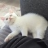 BRİTİSH KEDİMİZ SAHİPLENDİRİLECEKTİR. fotoğraf