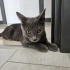 Erkek Russian Blue oyun delisi fotoğraf
