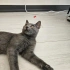 Erkek Russian Blue oyun delisi fotoğraf