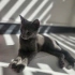 Erkek Russian Blue oyun delisi fotoğraf