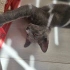 Erkek Russian Blue oyun delisi fotoğraf