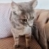 ÜCRETSIZ SAHİPLENDİRME USLU KEDİ