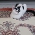 Engelli canlara öncelikli yuva fotoğraf
