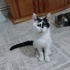 Engelli canlara öncelikli yuva fotoğraf