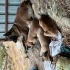 Belçika kurdu anne Sahiplendirme yapılacak fotoğraf
