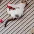 İZMİR DÜNYALAR TATLISI MİNİK GÜZELLİGİMİZE ÖMÜRLÜK YUVASINI ARIYORUZ fotoğraf