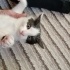 İZMİR BAL BAL .. DÜNYALAR GÜZELİ YAVRUMUZA ÖMÜRLÜK YUVASINI ARIYORUZ fotoğraf