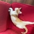 ACİLL!! SEVECEN KEDİMİZ TUTU fotoğraf