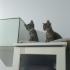 9 haftalık oyuncu tekire acil yuva fotoğraf