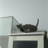 9 haftalık oyuncu tekire acil yuva fotoğraf