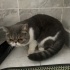 Yumağa acil ilan fotoğraf