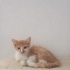 1 aylık yavru kedilere acil yuva aranıyor fotoğraf