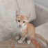 1 aylık yavru kedilere acil yuva aranıyor fotoğraf