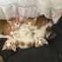 Minik Sarmanlar yuva arıyor (4 dişi,2 erkek) fotoğraf