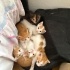 Minik Sarmanlar yuva arıyor (4 dişi,2 erkek) fotoğraf