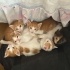 Minik Sarmanlar yuva arıyor (4 dişi,2 erkek) fotoğraf