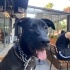 6 aylık neşeli labrador kırması fotoğraf