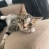 Olaf 5 aylık Bebegim acil sahiplendirmem gerek fotoğraf