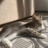Olaf 5 aylık Bebegim acil sahiplendirmem gerek fotoğraf