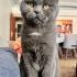OĞLUM POMİYİ ÜCRETSİZ SAHİPLENDİRECEĞİM fotoğraf