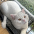 Adı gibi pamuk bir kedi fotoğraf