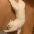 Adı gibi pamuk bir kedi fotoğraf