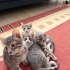 🐾 4 Yavru Kedi ve Anneleri Sahiplendirilecek 🐾 fotoğraf