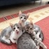 🐾 4 Yavru Kedi ve Anneleri Sahiplendirilecek 🐾 fotoğraf
