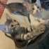 🐾 4 Yavru Kedi ve Anneleri Sahiplendirilecek 🐾 fotoğraf