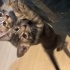 🐾 4 Yavru Kedi ve Anneleri Sahiplendirilecek 🐾 fotoğraf